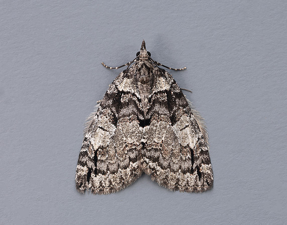 70.076 BF1779 Ruddy Highflyer Hydriomena ruberata