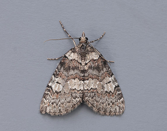 70.076 BF1779 Ruddy Highflyer Hydriomena ruberata
