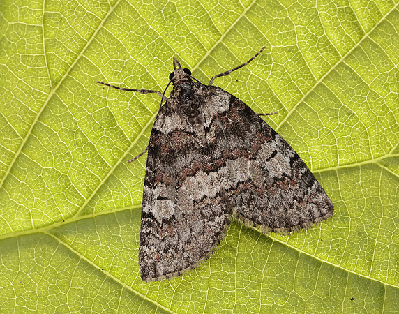 70.076 BF1779 Ruddy Highflyer Hydriomena ruberata