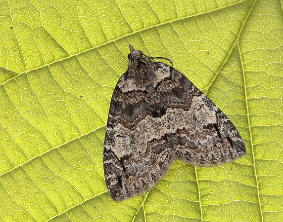 70.076 BF1779 Ruddy Highflyer Hydriomena ruberata
