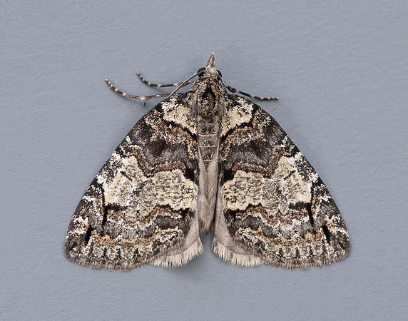 70.076 BF1779 Ruddy Highflyer Hydriomena ruberata
