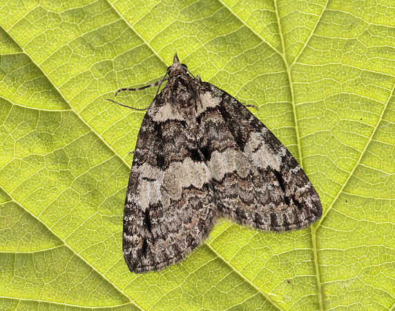 70.076 BF1779 Ruddy Highflyer Hydriomena ruberata