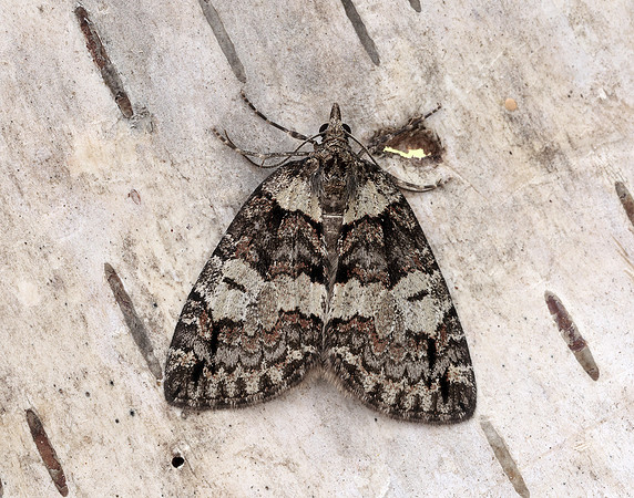70.076 BF1779 Ruddy Highflyer Hydriomena ruberata