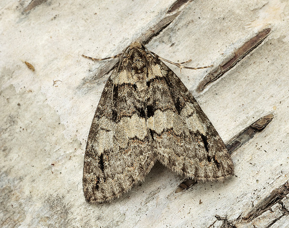 70.076 BF1779 Ruddy Highflyer Hydriomena ruberata