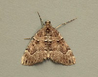 70.078 BF1770 Chestnut-coloured Carpet Thera cognata