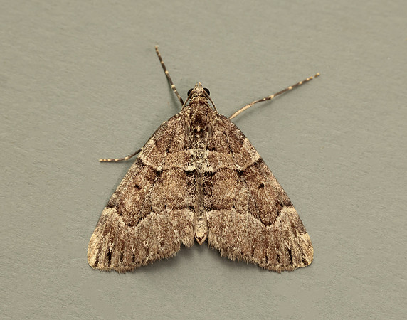70.078 BF1770 Chestnut-coloured Carpet Thera cognata