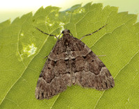 70.078 BF1770 Chestnut-coloured Carpet Thera cognata
