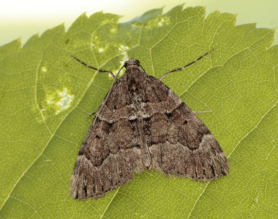 70.078 BF1770 Chestnut-coloured Carpet Thera cognata