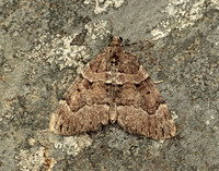 70.078 BF1770 Chestnut-coloured Carpet Thera cognata