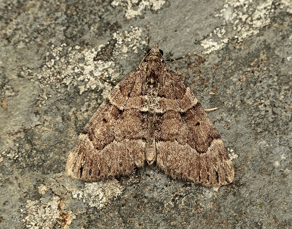 70.078 BF1770 Chestnut-coloured Carpet Thera cognata