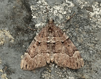 70.078 BF1770 Chestnut-coloured Carpet Thera cognata