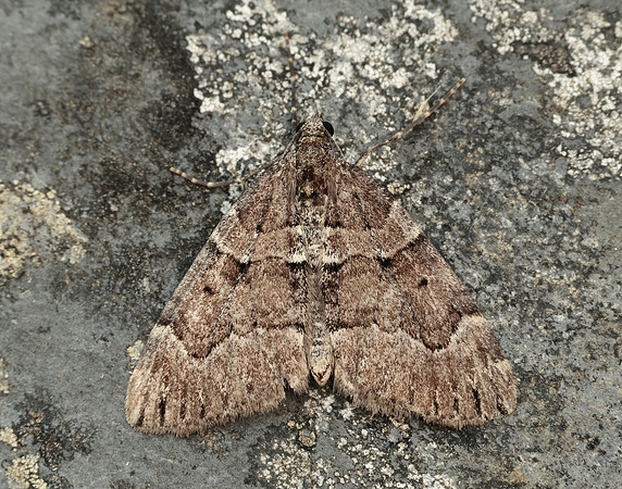 70.078 BF1770 Chestnut-coloured Carpet Thera cognata