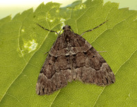 70.078 BF1770 Chestnut-coloured Carpet Thera cognata