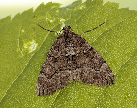 70.078 BF1770 Chestnut-coloured Carpet Thera cognata