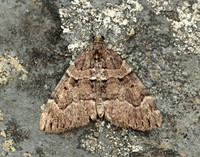 70.078 BF1770 Chestnut-coloured Carpet Thera cognata