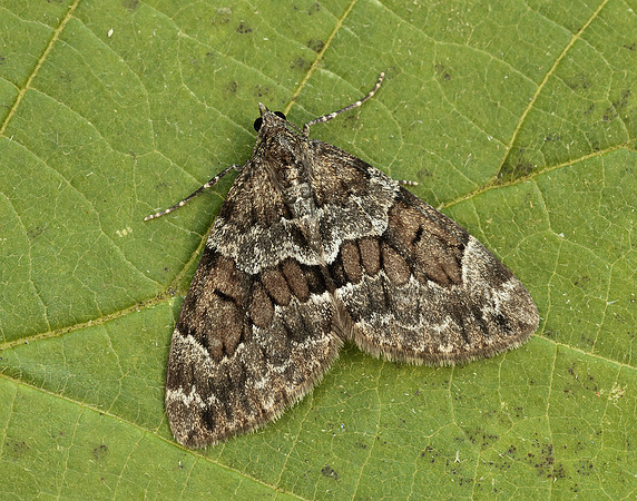 70.079 BF1769 Spruce Carpet Thera britannica