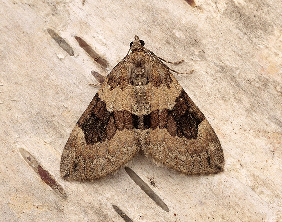 70.081 BF1768 Grey Pine Carpet Thera obeliscata