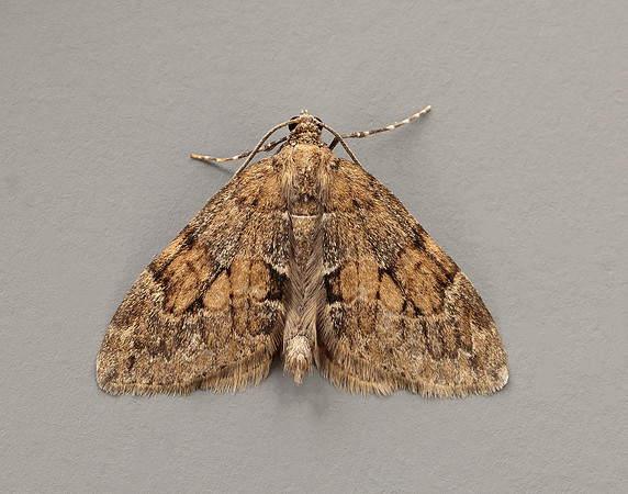 70.081 BF1768 Grey Pine Carpet Thera obeliscata