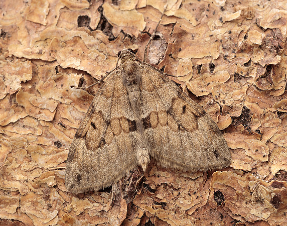 70.081 BF1768 Grey Pine Carpet Thera obeliscata