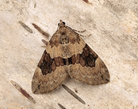 70.081 BF1768 Grey Pine Carpet Thera obeliscata