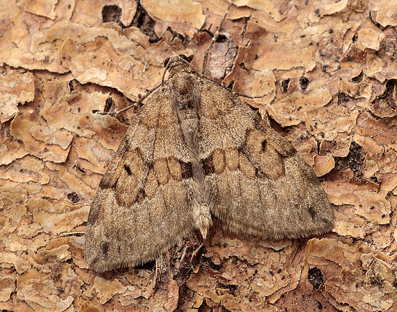 70.081 BF1768 Grey Pine Carpet Thera obeliscata