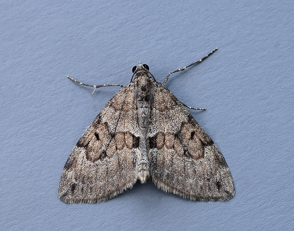 70.081 BF1768 Grey Pine Carpet Thera obeliscata