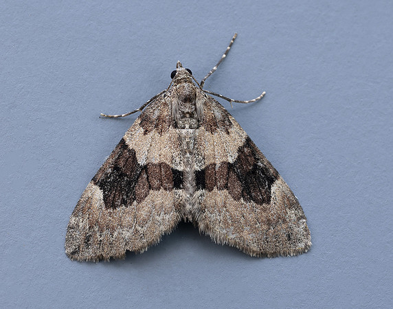 70.081 BF1768 Grey Pine Carpet Thera obeliscata