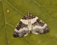 70.084 BF1766 Blue-bordered Carpet Plemyria rubiginata
