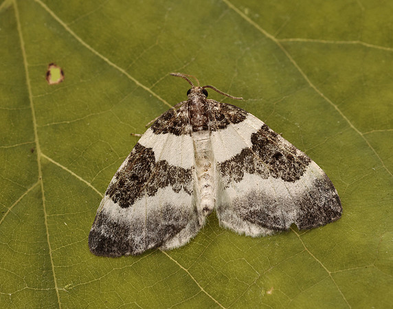 70.084 BF1766 Blue-bordered Carpet Plemyria rubiginata