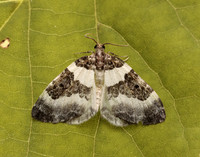 70.084 BF1766 Blue-bordered Carpet Plemyria rubiginata