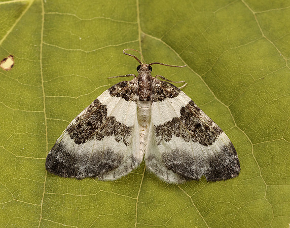 70.084 BF1766 Blue-bordered Carpet Plemyria rubiginata