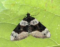 70.087 BF1752 Purple Bar Cosmorhoe ocellata