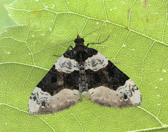 70.087 BF1752 Purple Bar Cosmorhoe ocellata