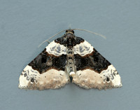 70.087 BF1752 Purple Bar Cosmorhoe ocellata