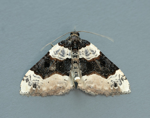 70.087 BF1752 Purple Bar Cosmorhoe ocellata