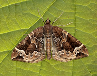 70.089 BF1754 Phoenix Eulithis prunata