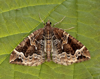 70.089 BF1754 Phoenix Eulithis prunata