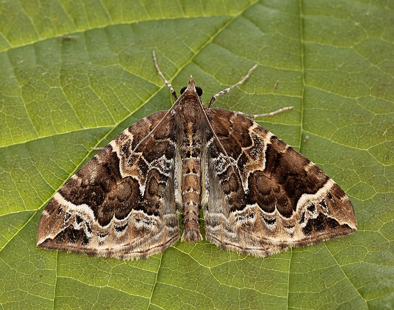 70.089 BF1754 Phoenix Eulithis prunata