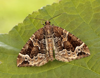 70.089 BF1754 Phoenix Eulithis prunata