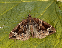 70.089 BF1754 Phoenix Eulithis prunata