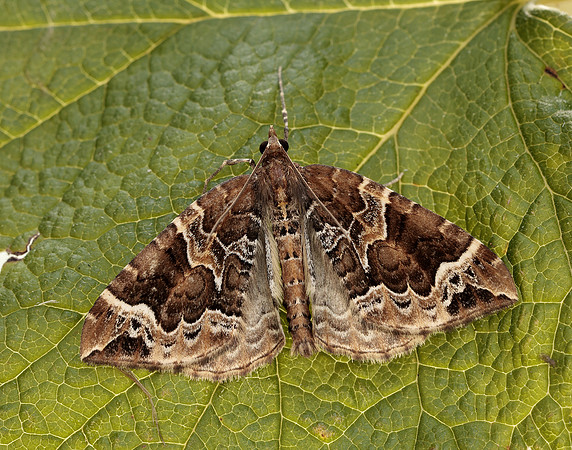 70.089 BF1754 Phoenix Eulithis prunata