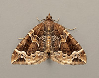 70.089 BF1754 Phoenix Eulithis prunata