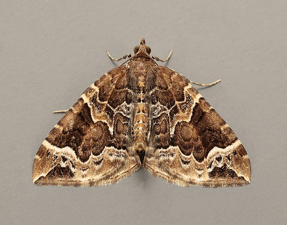 70.089 BF1754 Phoenix Eulithis prunata