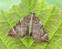 70.090 BF1755 Chevron Eulithis testata