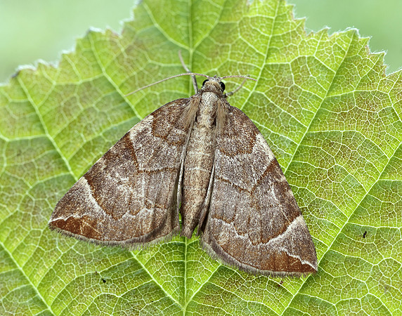 70.090 BF1755 Chevron Eulithis testata