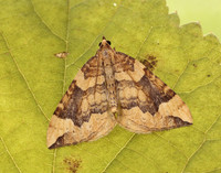 70.091 BF1756 Northern Spinach Eulithis populata