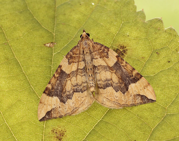 70.091 BF1756 Northern Spinach Eulithis populata