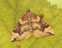 70.091 BF1756 Northern Spinach Eulithis populata