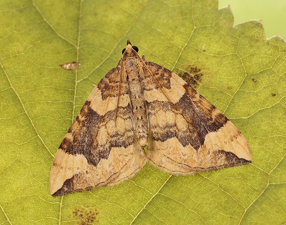 70.091 BF1756 Northern Spinach Eulithis populata