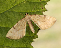 70.093 BF1758 Barred Straw Gandaritis pyraliata